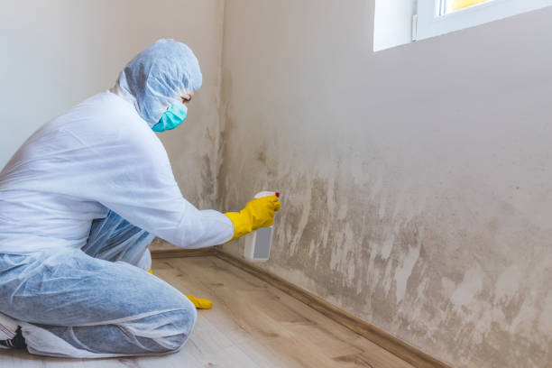 Professional mold removal team in East Setauket