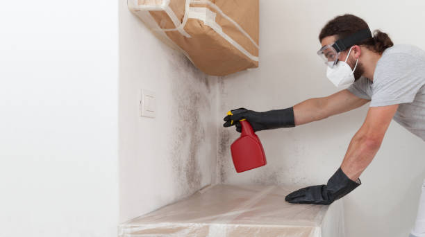 Basement Mold Remediation treatment on basement walls in East Setauket