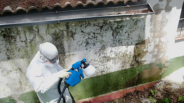 Mold Removal service in East Setauket
